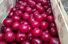 Wiśnie ze zbioru 2019