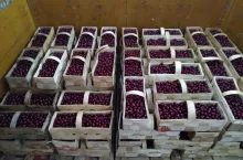 Widoki na sezon wiśniowy 2019