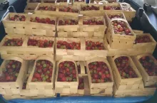 Podsumowanie sezonu truskawkowego 2019