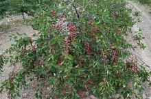 Drzewa wiśni i czereśni usychają