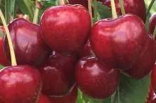 Polskie czereśnie - sezon 2019