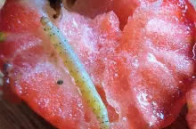 Na raz sztuka, czyli „jak szybko stracić klienta”?