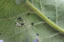 Bardzo młode larwy biedronek