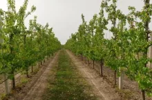 Zwalczanie miodówek i mszyc w gruszach