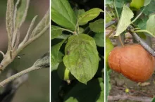 Mączniak i parch jabłoni nie odpuszczają, szara – również