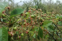 Przeciętne zawiązanie wiśni