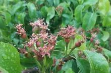 Czy zbiory gruszek będą obfite