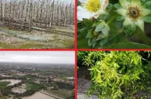 Siła natury i jej wpływ na ceny owoców