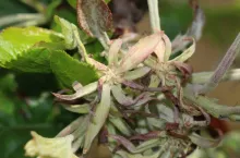 Objawy mączniaka na kwiatach jabłoni – deformacja całej rozety kwiatowej