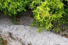 Grad zniszczył hiszpańskie cytrusy