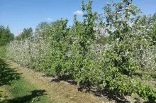 Kwitnienie Ligol Malinowa