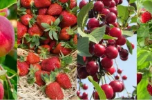 Umowy kontraktacyjne – przedziały cenowe