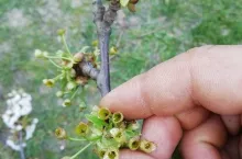 Przemarznięte czereśnie