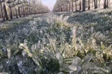 Ostrzeżenie przed przymrozkami 9-10.04.2019