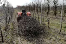 Palić czy rozdrabniać gałęzie w sadzie