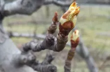 Polskie sad w pierwszym dniu wiosny