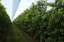 Produkcja czereśni rozwiązania protecta CHERRIES