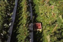 Sadownictwo w Nowej Zelandii