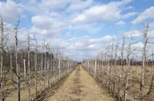 Cięcie drzew owocowych 2019