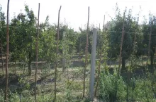 Przywróćmy tradycyjne sady