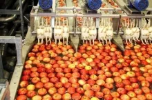 Przetwórstwo jabłek