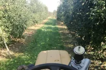 Zuchwale kradzieże z gospodarstw sadowniczych…