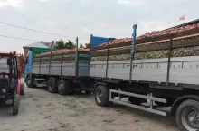 Idared jdzie na przetwórnie