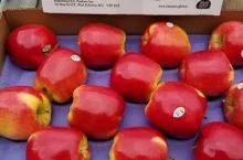 Dwukolorowe jabłka Ambrosia