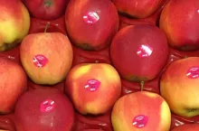 Polskie jabłka - czy dotrą do Indii ?