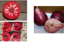 Czerwony miąższ jabłka, grusze, brzoskwinie