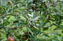 Wycofane sadownictwo - fungicydy