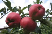 Sadownictwo - jabłka w Polsce 2019