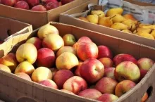 Jabłka na wschodzie Europy