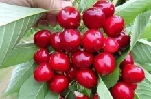 Chilijskie czereśnie eksport