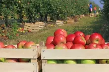 Opłacalność produkcji sadowniczej w Rosji