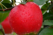 Odmiana jabłoni HC2-1