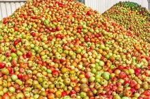 Jabłka przemysłowe