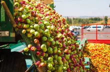 Ripe apples being processed and transported in an industrial production facility. Food industry. Textured background.