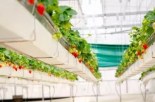 Strawberry farm in japan. Strawberries flower and strawberries fruits on the branch hanging way from the tree. Fresh plant food garden agriculture field nature harvest greenhouse organic.