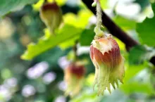 close-up of hazelnut on filbert tree branch