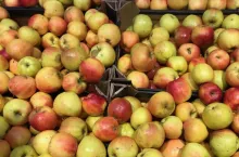 Jabłka słabej jakości