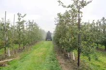 Opryskiwacz w sadzie - zabiegi ochrony