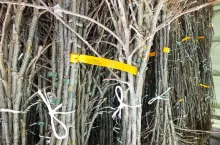 Materiał szkółkarski