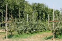 Nowego typu kwatera sau jabłoniowego w okolicach Izniku (północna Turcja)