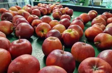 sortowanie jabłek w gospodarstwie