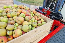 jabłka przemysłowe