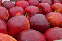 eksport jabłek do Niemiec