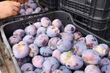 Śliwki - zbiory 2020