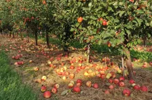 jabłka przemysłowe