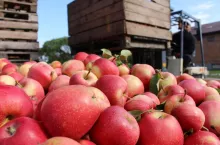 jabłka przemysłowe